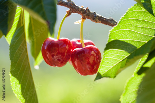 Cherries on the branch of the cherry tree  with protected origin domination of Valle del Jerte, Extremadura, Spain. Picotas del jerte are the sweetest and that are produced in greater quantity. photo