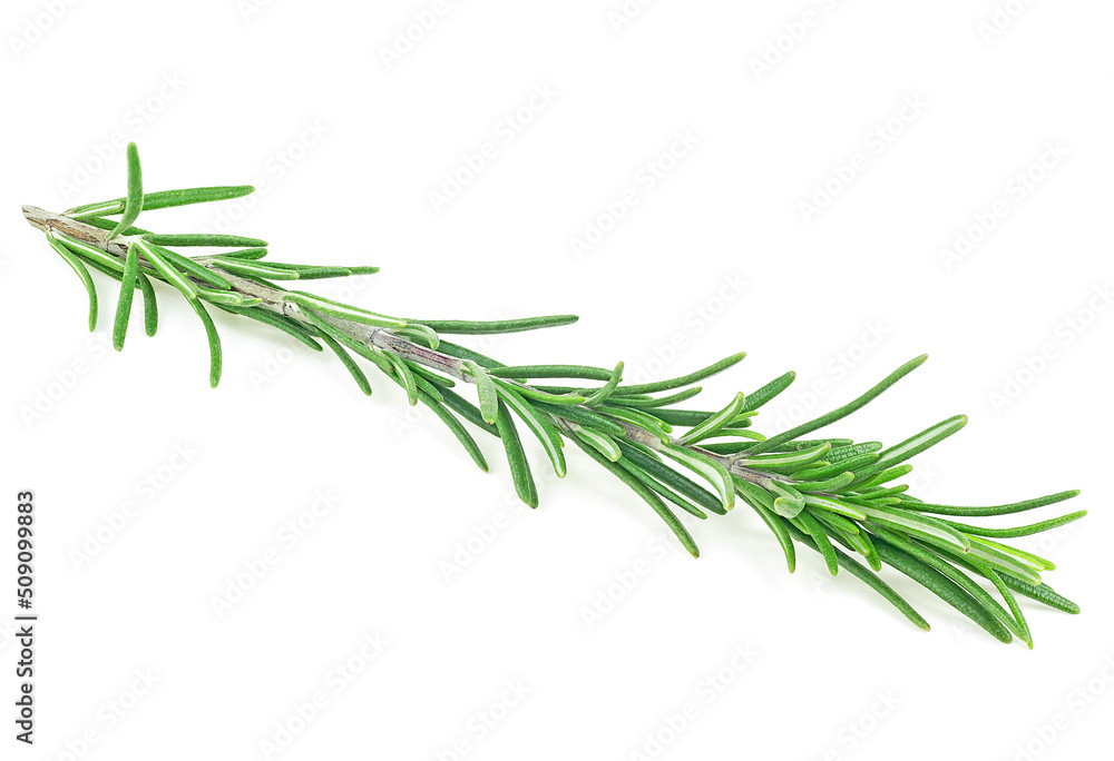 Fresh rosemary twig isolated on a white background Fresh rosemary twig isolated on a white background