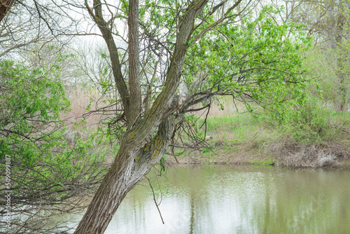 Tree next to the river in early spring. The first green leaves are blooming © NataliaSavilova