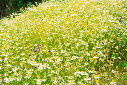 Summer time. Chamomile in the meadow. Beautiful white wildflowers. Selective focus. Blur