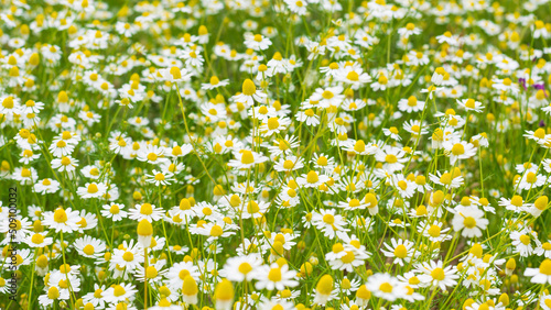 Chamomile field. Panoramic photography. Summer mood. Selective focus. Blur