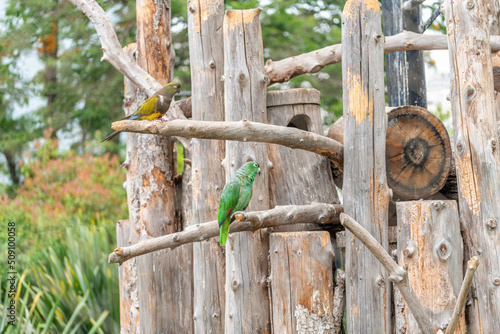 Deux perroquets posés sur des branches artificielles dans un parc exotique photo