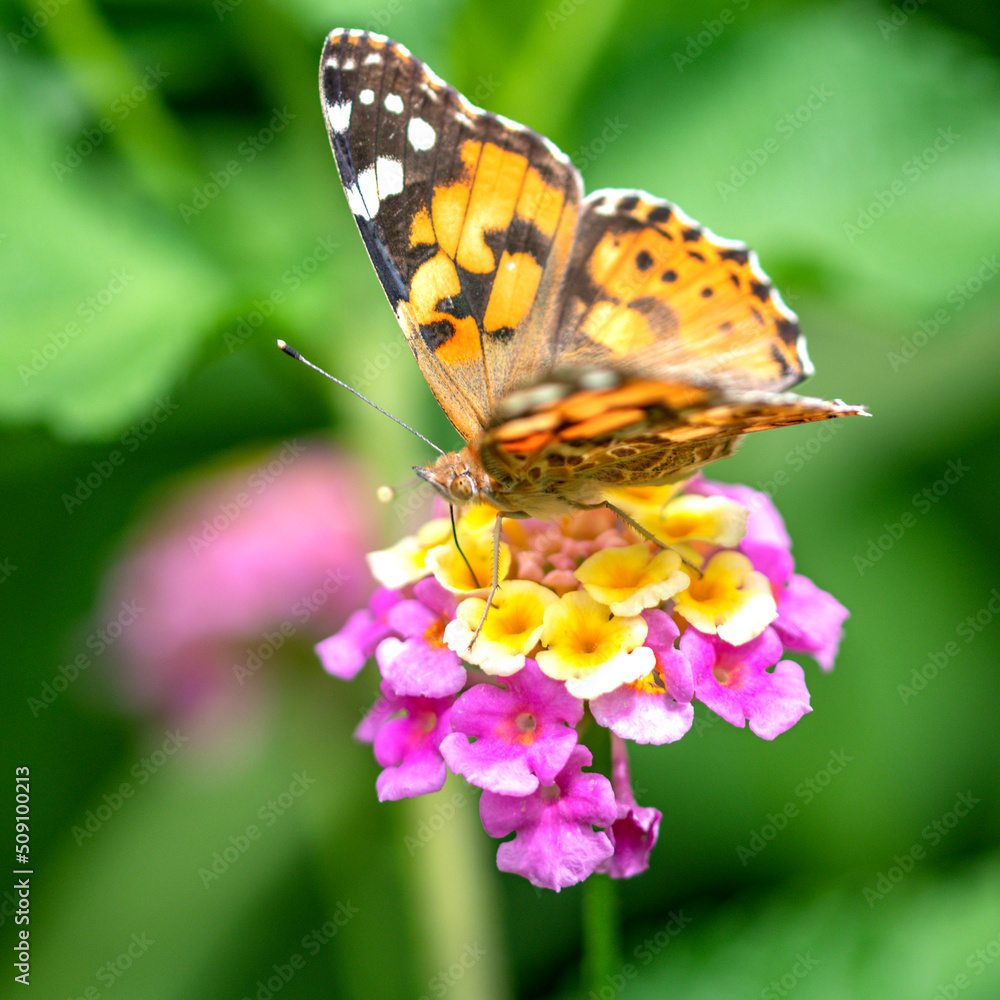 Fototapeta premium Papillon posé sur une fleur multicolore