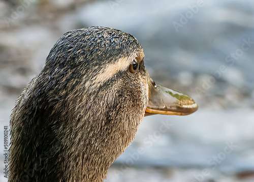 Canard femelle Colvert Gros plan sur tête
