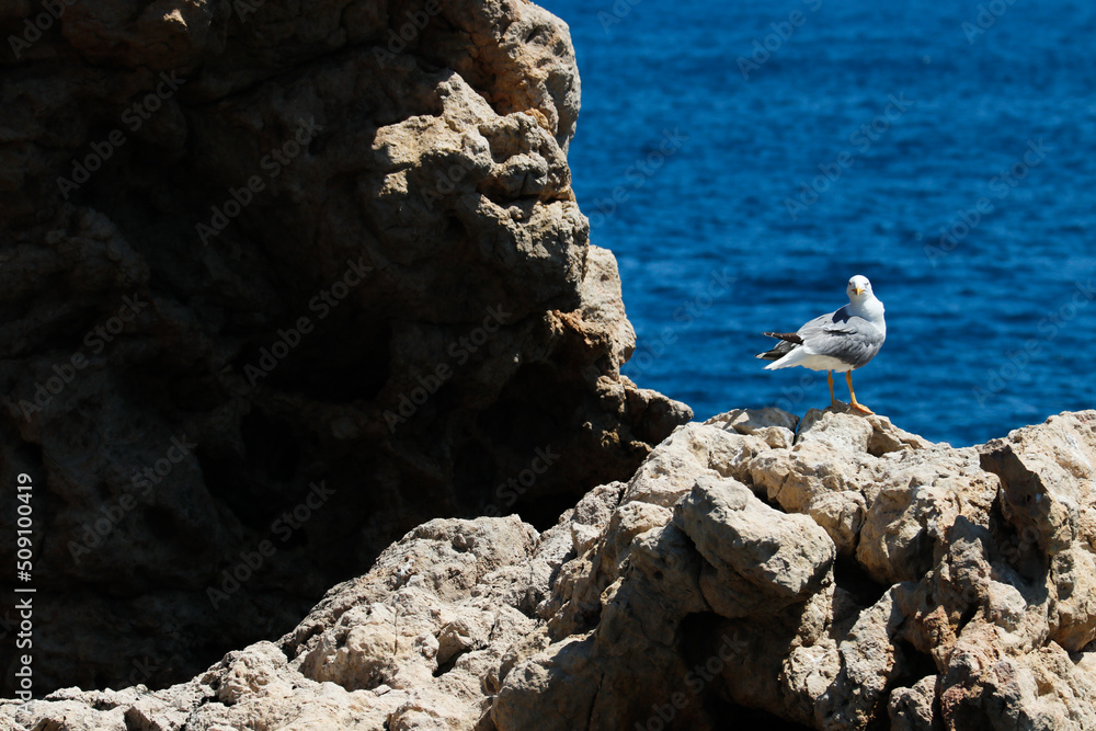 Una gaviota posada en una roca con el mar de fonfo Una gaviota posada en una roca con el mar de fonfo