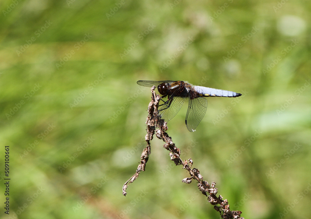 dragonfly resting on a branch dragonfly resting on a branch