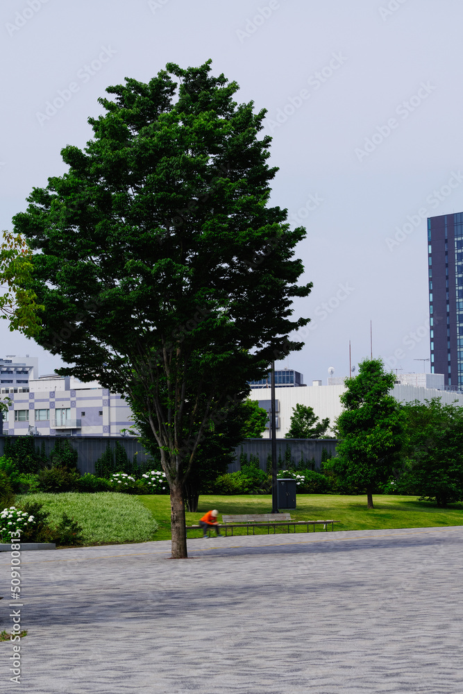 神宮外苑周辺の風景　霞町、新宿区、北青山、港区、東京、日本