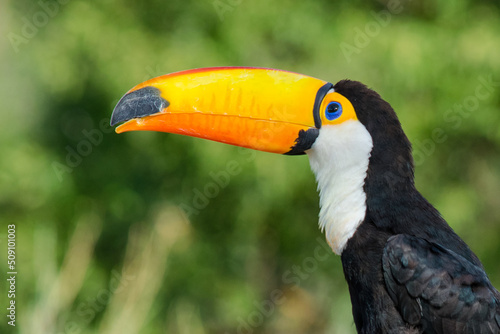 yellow billed toucan © Kzenemij
