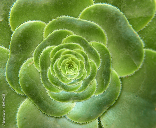 macro della precisione dell'interno di una pianta grassa photo