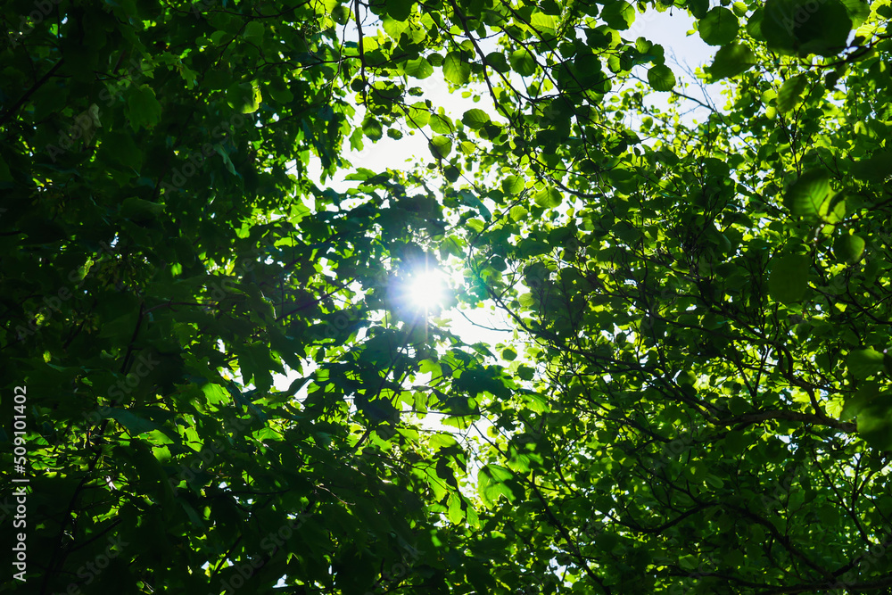Sunshine shining through dense green foliage. Sunshine shining through dense green foliage.