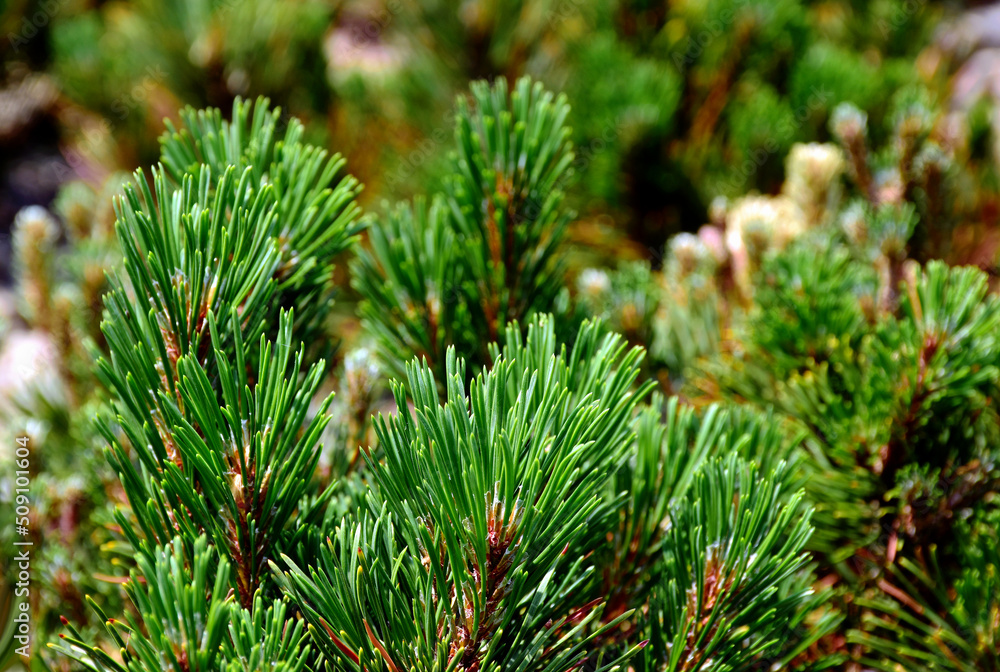 Dwarf mountain pine branch detail with lush green needles. Latin name Pinus mugo Turra. macro view. soft blurred background. selective focus. gardening nature and outdoors concept. Swiss mountain pine Dwarf mountain pine branch detail with lush green needles. Latin name Pinus mugo Turra. macro view. soft blurred background. selective focus. gardening nature and outdoors concept. Swiss mountain pine
