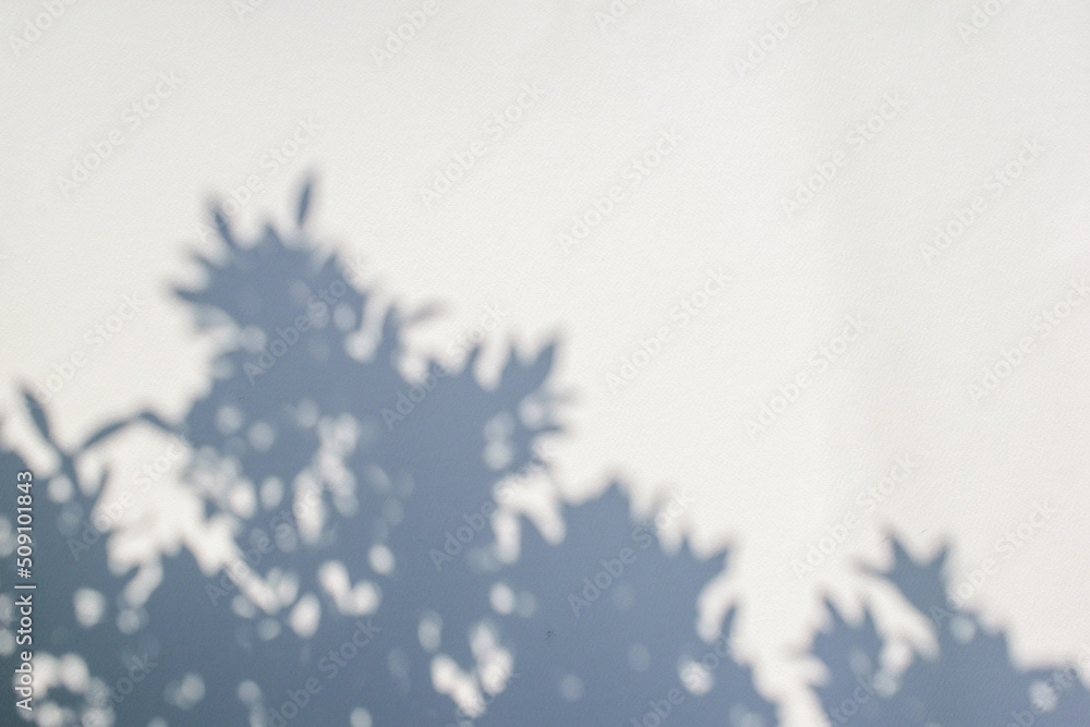 Obraz premium Tree branches shadows on a beautiful black gray wall background texture.