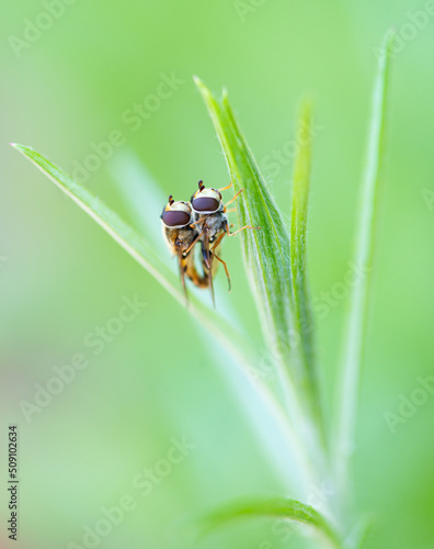 2021 06 12 Petites abeilles sur plantes balcon