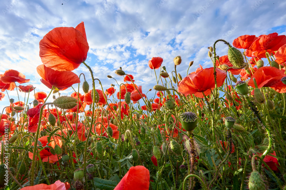 Obraz premium huge field of blooming red poppies in a warm evening light