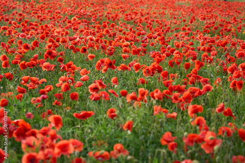 huge field of blooming red poppies in a warm evening light