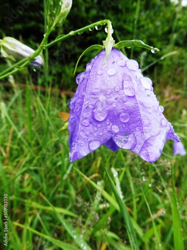 Rain drops on a flower. Campanula rotundifolia © Mary