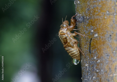 one cicada photo