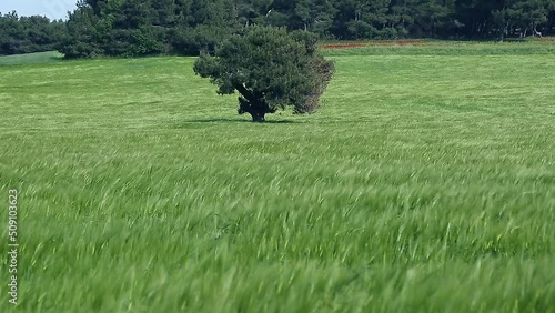 Single tree surrounded by wheat farm in the middle of crop field in the wind. Geyikli, Canakkale - Turkey. photo