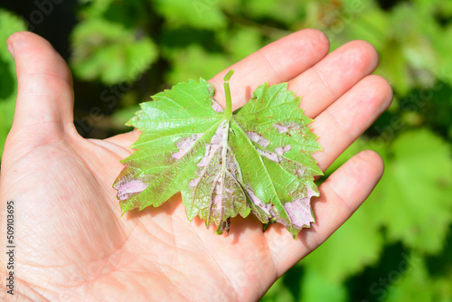 Grapevine infected by mildew grapevine disease. A grape's leaf with white downy fungal on the underside of the leaf.