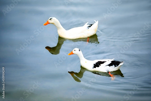 Two white lovable ducks on the pond in xi 'an xingqing palace park photo