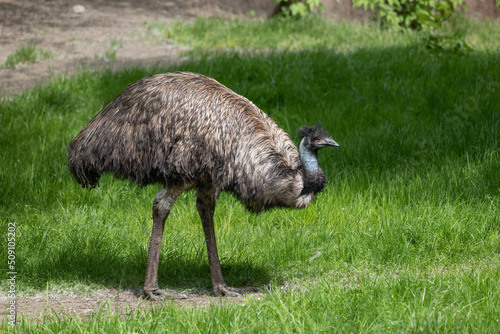 Emu Bird In The Meadow