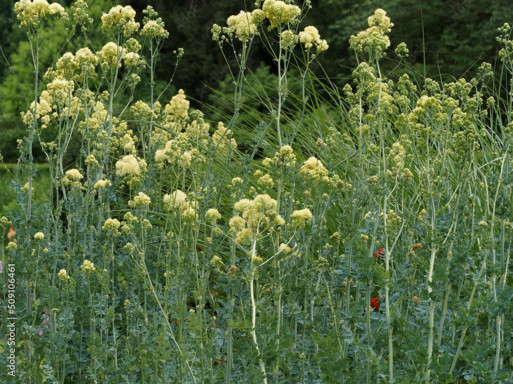 Thalictrum flavum glaucum Gelbe Wiesenraute. Duftende Blumen