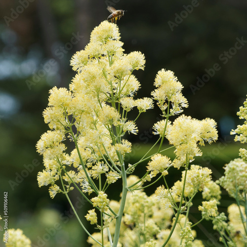 Thalictrum flavum - Freifläche und Grünfläche mit Blütenrispen von Gelben Wiesenrauten mit ihrem silbrig-blaugrünen Laubblätter photo