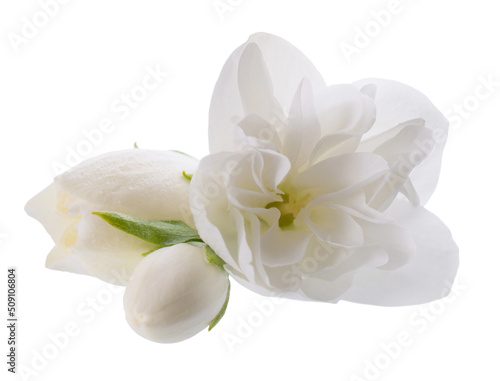 Jasmine flower  isolated on white background. White terry jasmine flowers.