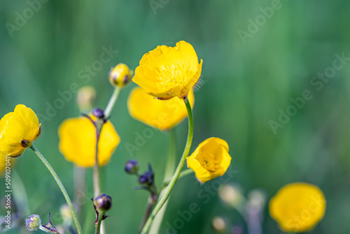 Gelbe Blumen auf einer Wiese 