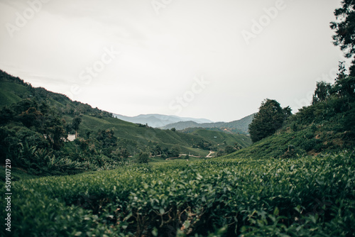 The plantage in Cameron Highlands