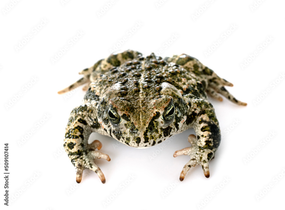 Fototapeta premium Natterjack toad in studio
