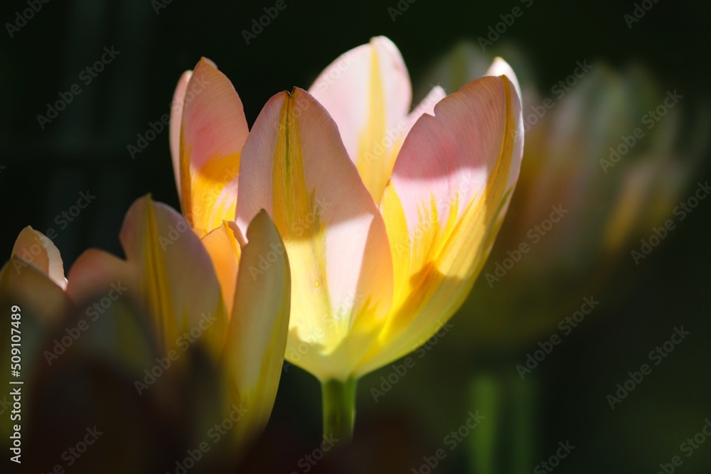 gelbe Tulpen im Sonnenlicht gelbe Tulpen im Sonnenlicht