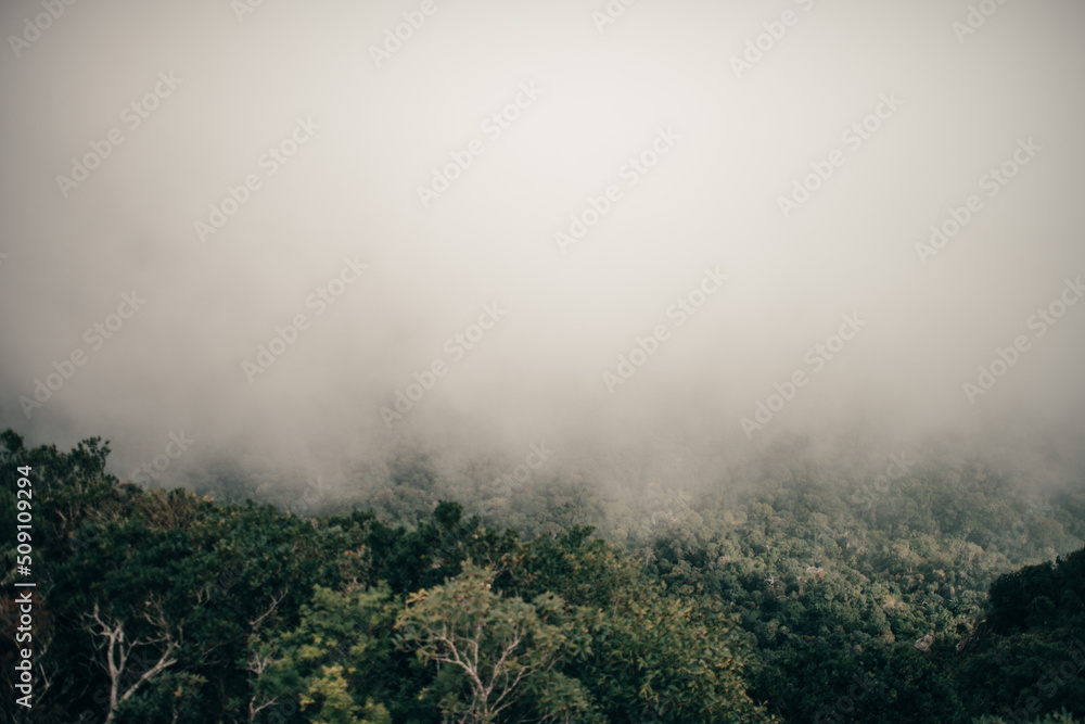 mist in the forest mist in the forest