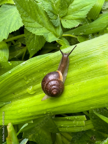 Snail on a bright green leaf, dew drops, close-up, macro photography, snail body texture