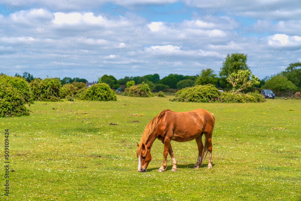 New Forest Park Hants England Uk with pony grazing