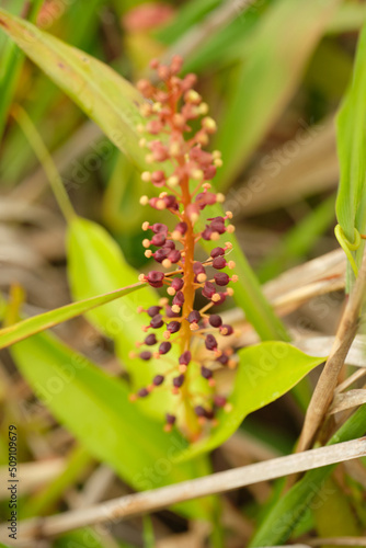 Tropical Pitcher-Plants Genus Nepenthes flower macro