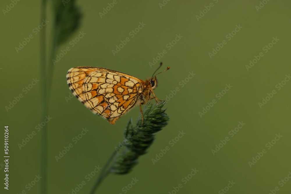 Fototapeta premium Heath fritillary butterfly on a plant