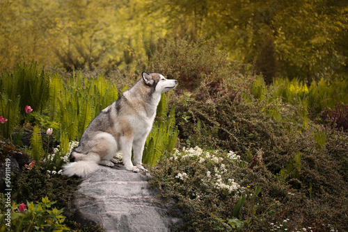 Portrait of an Alaskan Malamute dog sitting on a stone
