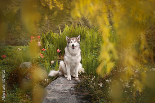 Portrait of an Alaskan Malamute dog sitting on a stone