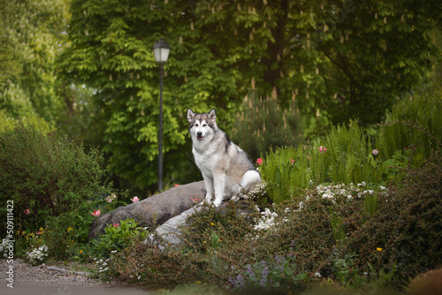 Portrait of an Alaskan Malamute dog sitting on a stone