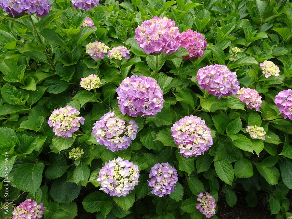 日本の植物 満開の紫陽花(アジサイ)の花 写真
Japanese Plants Hydrangea in Full Bloom Photo
日本の植物 満開の紫陽花(アジサイ)の花 写真
Japanese Plants Hydrangea in Full Bloom Photo