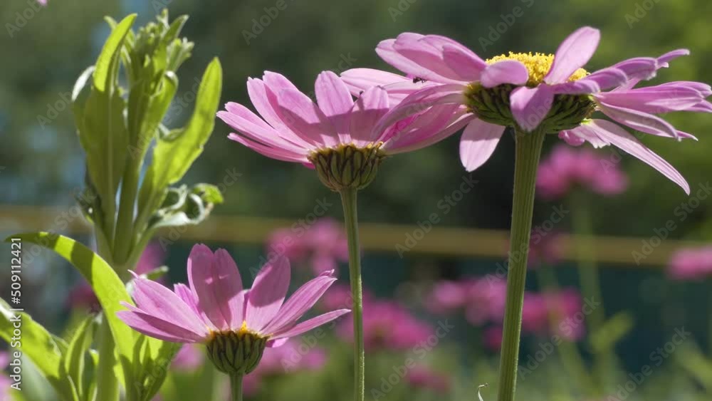 Meadow. Plants. Daisies swing from the wind in the meadow. Siberia. Meadow. Plants. Daisies swing from the wind in the meadow. Siberia.