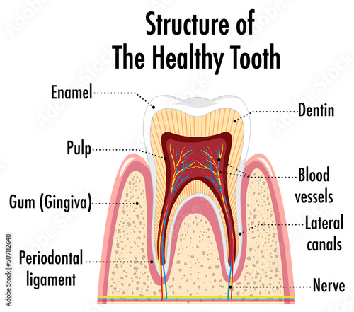 Infographic of human in structure of the healthy tooth