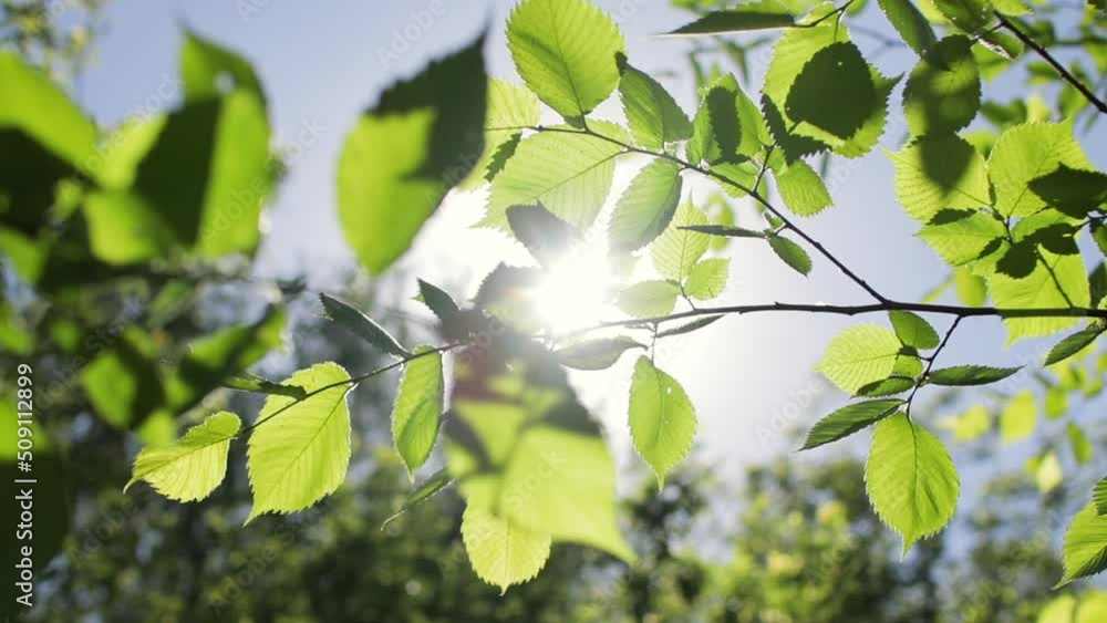Sunlight beaming between green leaves on a sunny day Sunlight beaming between green leaves on a sunny day
