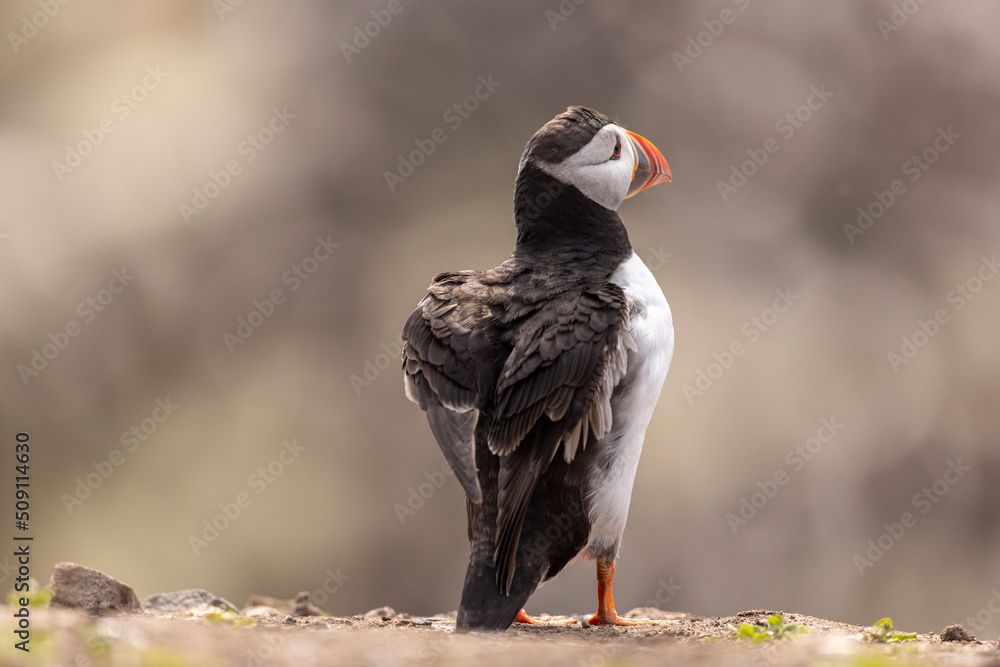Atlantic puffins on Farne Islands in Northern England. The Farne