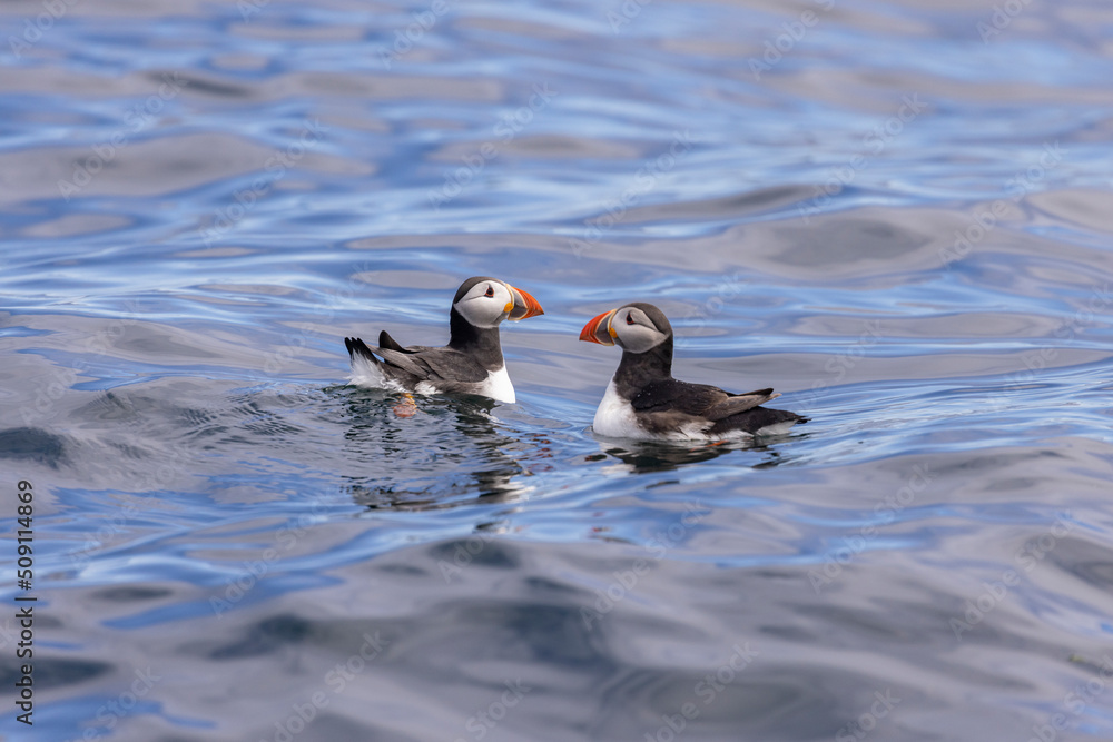 Atlantic puffins on Farne Islands in Northern England. The Farne Islands are a group of islands off the coast of Northumberland, England. Atlantic puffins on Farne Islands in Northern England. The Farne Islands are a group of islands off the coast of Northumberland, England.