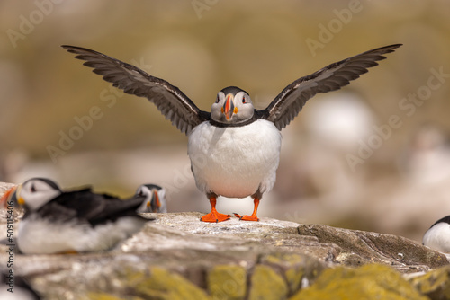 Atlantic puffins on Farne Islands in Northern England. The Farne Islands are a group of islands off the coast of Northumberland, England.