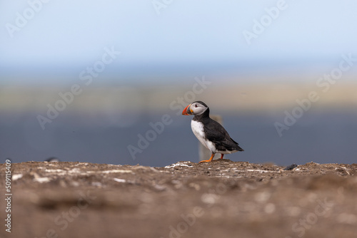 Atlantic puffins on Farne Islands in Northern England. The Farne Islands are a group of islands off the coast of Northumberland  England.