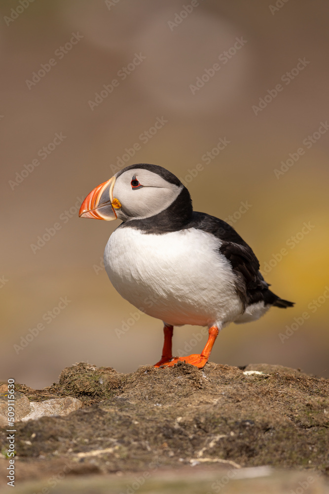 Atlantic puffins on Farne Islands in Northern England. The Farne Islands are a group of islands off the coast of Northumberland, England. Atlantic puffins on Farne Islands in Northern England. The Farne Islands are a group of islands off the coast of Northumberland, England.