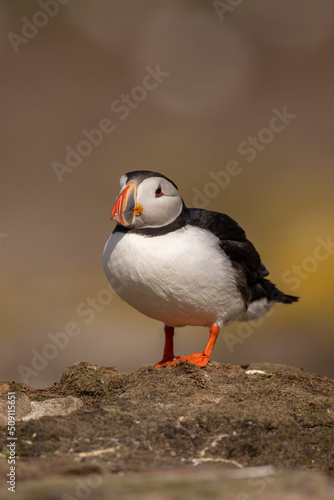 Atlantic puffins on Farne Islands in Northern England. The Farne Islands are a group of islands off the coast of Northumberland, England. © victormro